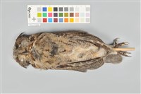 藏品(領角鴞)的圖片